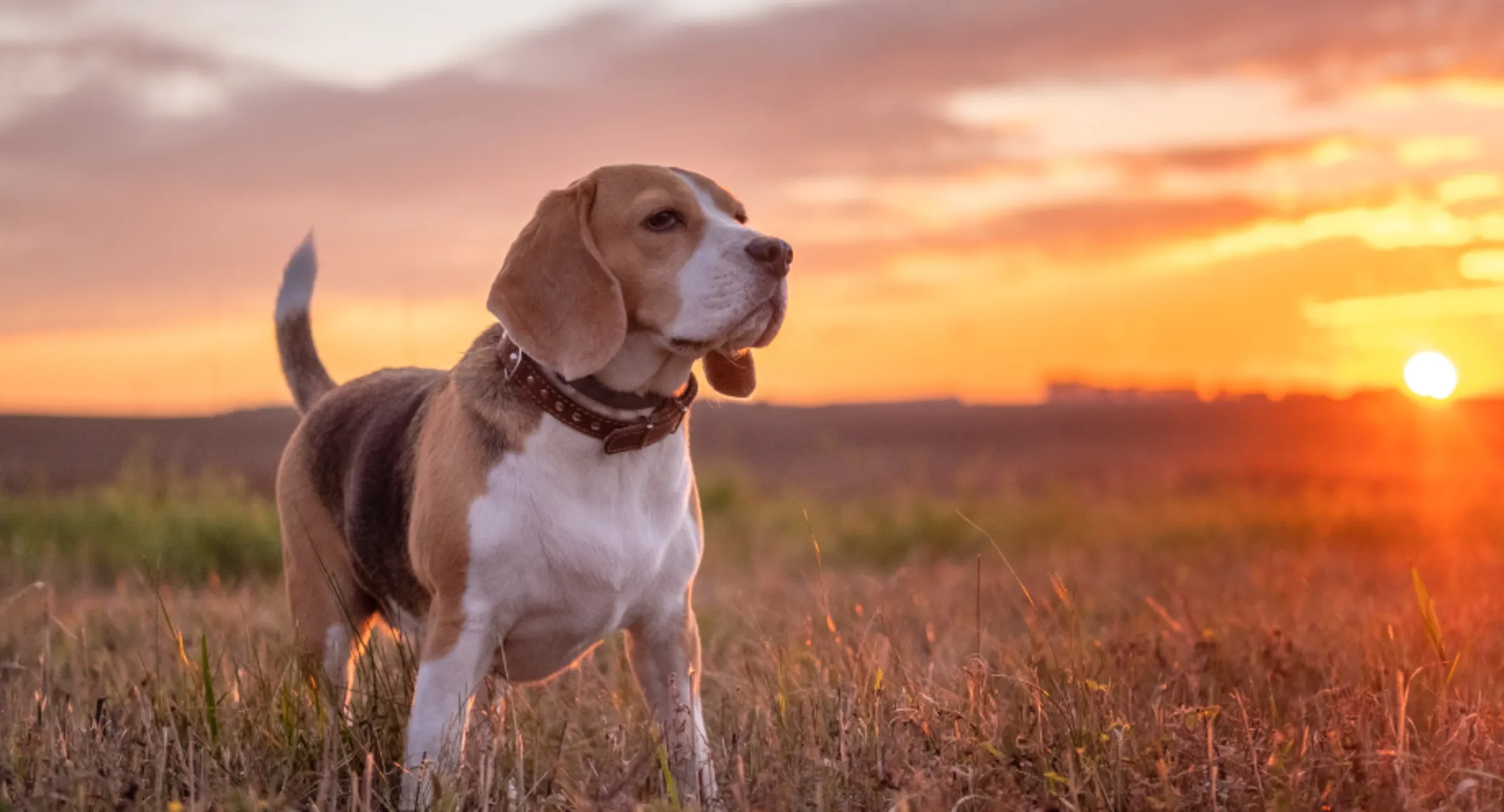 Beagle standing in a grassy field at sunset